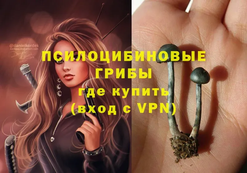 что такое   Инта  Псилоцибиновые грибы Psilocybe 